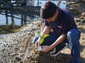 Peringati Hari Bumi, Indosat Tanam Mangrove di Pesisir Aceh