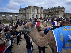 Kemenkes Imbau Jemaah Haji Hindari Kontak dengan Unta gegara MERS-CoV