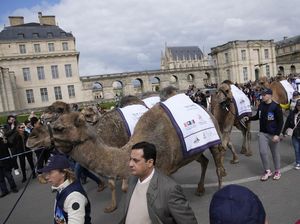 Potret Semarak Parade Unta di Paris