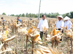 Jokowi Ungkap Produksi Jagung Melimpah tapi Harga Anjlok Rp 4.000/Kg