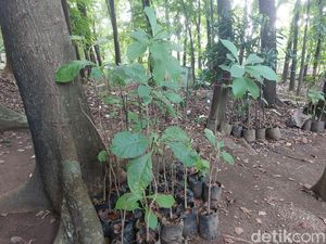 Asa Pelestarian Tanaman Endemik Cirebon