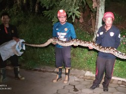 Keliaran di Perumahan Jakal Sleman, Ular Sanca Kembang 5 Meter Dievakuasi