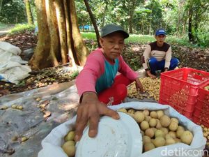 Duku Cililitan, Buah Manis Legit dengan Sejarah Panjang di Ciamis