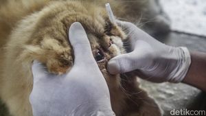 Biar Sehat, Yuk! Hewan Peliharaannya Divaksin Rabies