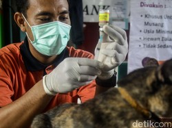 59.129 Anjing di Denpasar Sudah Divaksin Antirabies