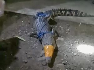 Buaya Muncul di Pantai Seith Maluku Tengah, Warga Tangkap Pakai Jaring