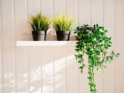 5 Tanaman yang Sebaiknya Tidak Ditaruh Indoor