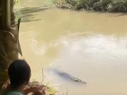 Buaya Kembali Muncul di Sungai Palopo, Warga Beri Makan Ayam
