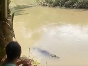 Buaya Kembali Muncul di Sungai Palopo, Warga Beri Makan Ayam Buaya Kembali Muncul di Sungai Palopo, Warga Beri Makan Ayam