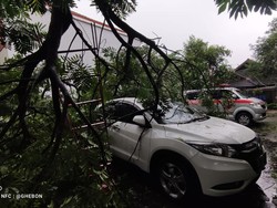 Hujan Disertai Angin di Sleman, Pohon Tumbang Timpa Mobil