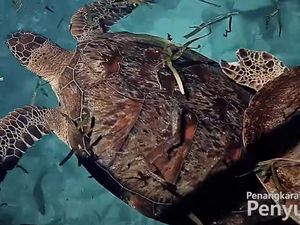 Pesona Keindahan Pulau Penyu Bulukumba, Daya Tarik hingga Harga Tiketnya Pesona Keindahan Pulau Penyu Bulukumba, Daya Tarik hingga Harga Tiketnya