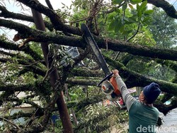 Pohon Cangkring Setinggi 10 Meter Roboh di Panyileukan Bandung