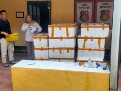 Polisi Gagalkan Penyelundupan 148.455 Benih Lobster ke Singapura