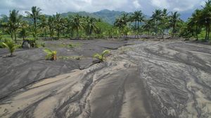 Puluhan Hektare Lahan Pertanian Terdampak Banjir Lahar Gunung Semeru