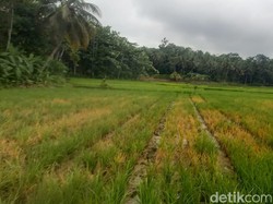 Kegalauan Petani Pangandaran gegara Serangan Hama Wereng
