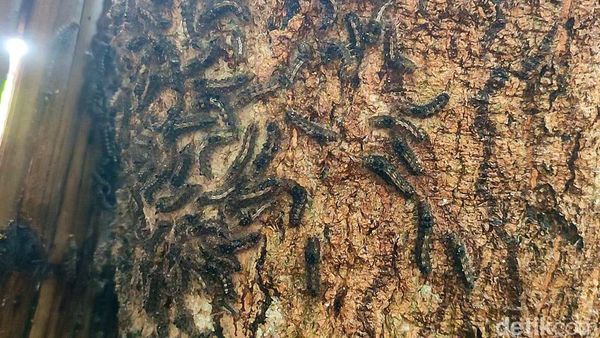 Penampakan Hama Ulat Bulu Teror Warga Ponorogo