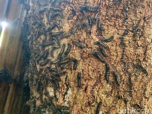 Penampakan Hama Ulat Bulu Teror Warga Ponorogo