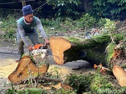 Kisah Yayat Sewindu Jadi Pawang Pohon Tumbang di Bandung