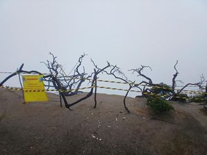 Hutan Mati TWA Ijen Ditutup Buntut Wisatawan China Tewas Jatuh ke Jurang Hutan Mati TWA Ijen Ditutup Buntut Wisatawan China Tewas Jatuh ke Jurang