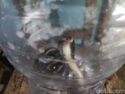 Berawal Lihat Tikus Jatuh, Warga Temukan Kobra Ngumpet di Atap