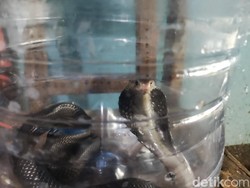 Kobra Kepergok Ngumpet di Atap Warga Gunungkidul Usai Bikin Tikus Jatuh