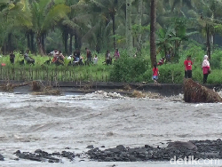 Tanggul Sungai Regoyo Jebol, 50 Hektare Sawah Diterjang Banjir Lahar Semeru
