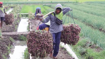 Bawang Merah Mahal dan Picu Inflasi, Ini Datanya