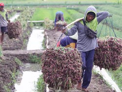Pedagang Teriak Harga Bawang Merah Tembus Rp 80.000/Kg: Pasokan Kurang!