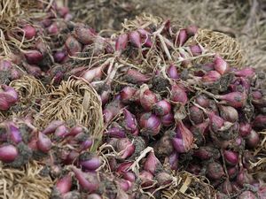 Bawang Merah-Tomat Jadi Penyumbang Inflasi di NTT Bawang Merah-Tomat Jadi Penyumbang Inflasi di NTT