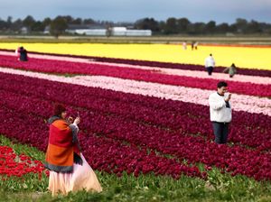 Indahnya Bunga Tulip Warna-warni Bermekaran di Belanda