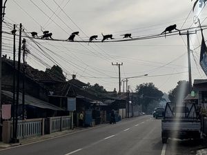 Kawanan Monyet Liar Bikin Heboh Warga Soreang Bandung Kawanan Monyet Liar Bikin Heboh Warga Soreang Bandung