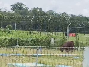 Orang Utan Sempat Masuk Kawasan Bandara Sampit, BKSDA Pastikan Sudah Keluar
