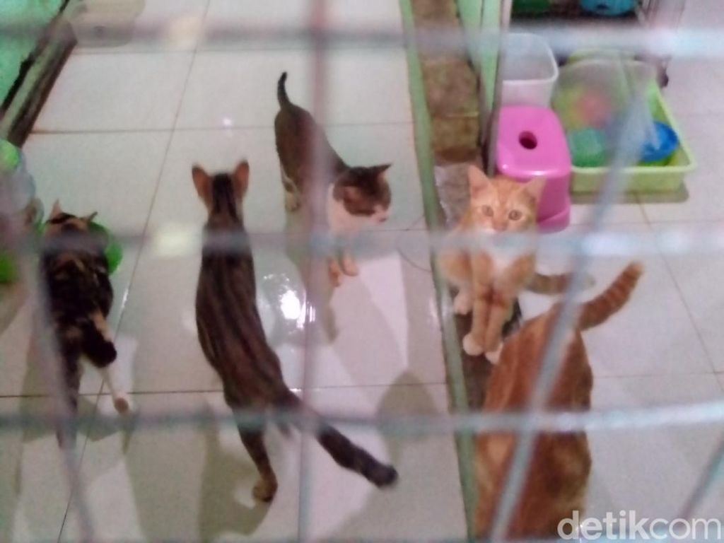 Kisah Rumah Difabel Meong Sukoharjo, Komunitas Penyelamat Kucing Terbuang