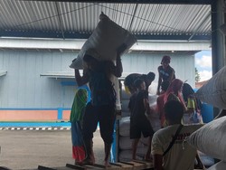 Dibeli Bulog, Jagung Hasil Panen Petani Bima dan Dompu Dijual ke Jawa