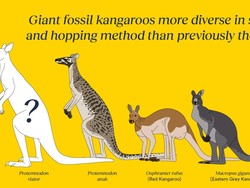 Tiga Spesies Kanguru Raksasa Purba Ditemukan! Intip Wujudnya