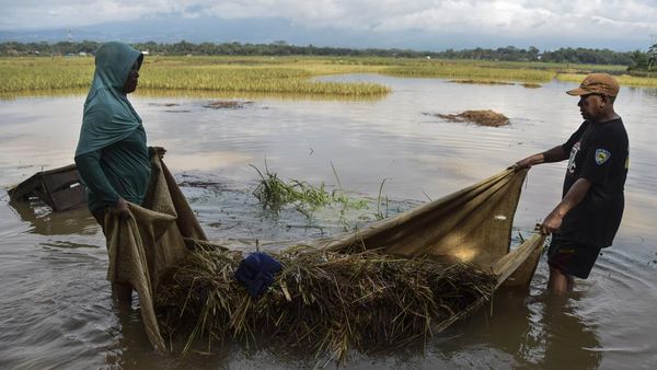 Ratusan Hektare Lahan Pertanian di Tasikmalaya Terendam Banjir
