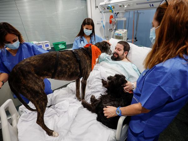 Rumah Sakit di Spanyol Rekrut Anjing untuk Semangati Pasien, Ini Potretnya