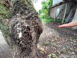Warga Ponorogo Masih Dihantui Teror Ulat Bulu