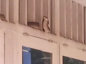 Ngeri! Ular Kobra Nongol di Ventilasi Kantor Kecamatan Karanganyar Demak Ngeri! Ular Kobra Nongol di Ventilasi Kantor Kecamatan Karanganyar Demak