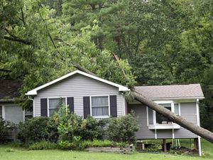 Apartemen Ditinggal Pemiliknya Kerja, Eh... Pas Pulang Sudah Tertimpa Pohon Apartemen Ditinggal Pemiliknya Kerja, Eh... Pas Pulang Sudah Tertimpa Pohon