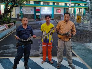 Kagetnya Pak Satpam Digerayangi Ular Piton 2,5 Meter Saat Tidur