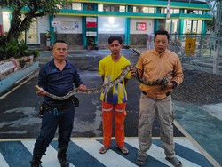 Kagetnya Pak Satpam Digerayangi Ular Piton 2,5 Meter Saat Tidur