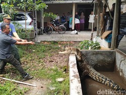 Menegangkan! Evakuasi Milo Buaya Peliharaan Warga di Kulon Progo