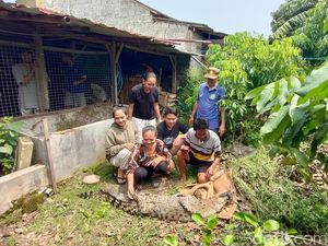 Mengenal Buaya Muara, Reptil Terbesar yang Hidup di Indonesia Mengenal Buaya Muara, Reptil Terbesar yang Hidup di Indonesia