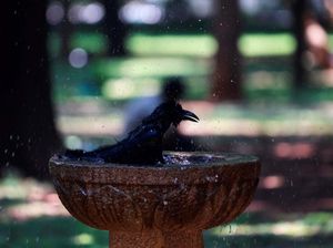 Panas Menyengat di India, Burung Gagak Mandi di Air Mancur