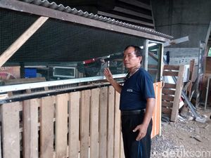 Tiada Bau Menyengat di Kandang Ayam Peternakan Jago Karah Farm Tiada Bau Menyengat di Kandang Ayam Peternakan Jago Karah Farm