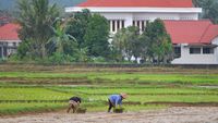 Waduh, Ladang Sawah di Padang Menyusut