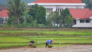 Waduh, Ladang Sawah di Padang Menyusut