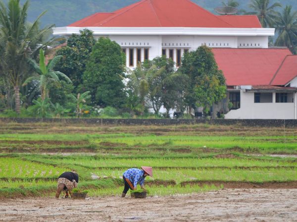 Waduh, Ladang Sawah di Padang Menyusut