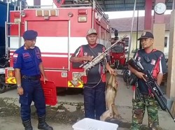 Monyet Liar yang Serang Sekuriti DPRD Tanjungbalai Ditembak Perbakin